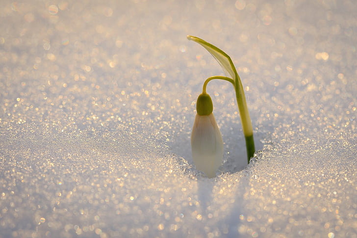 Blumen, Schneeglöckchen, Blume, Schnee, weiße Blume, HD-Hintergrundbild