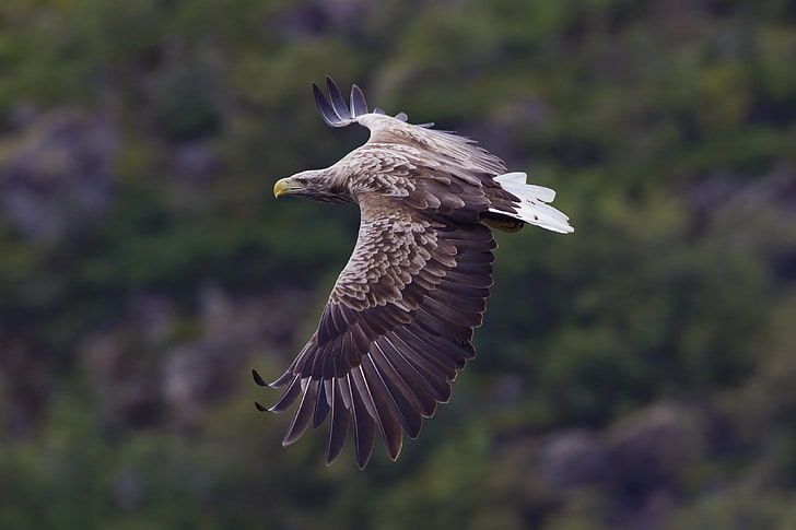 The White Tailed Eagle Haliaeetus Albicilla Hd Desktop Backgrounds Free Download, HD wallpaper