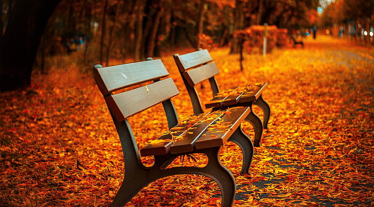 Herbst Park 4k für pc, HD-Hintergrundbild