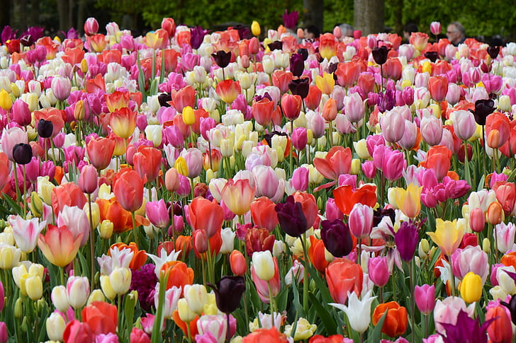 Flowers, Tulip, Colorful, Flower, Spring, HD wallpaper | Wallpaperbetter