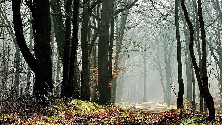 Schwarzwald, Natur, Bäume, Wald, Blätter, Herbst, Pflanzen, Pfad, Sonnenstrahlen, Zweig, Nebel, HD-Hintergrundbild