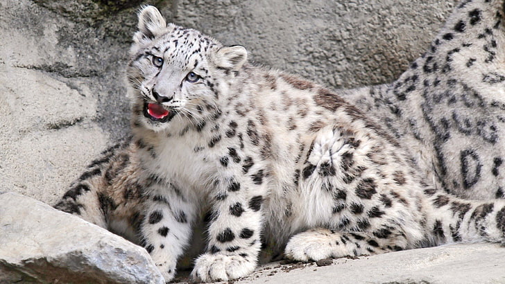 Gatos, Snow Leopard, Baby Animal, Big Cat, Leopard, depredador (Animal), Fondo de pantalla HD