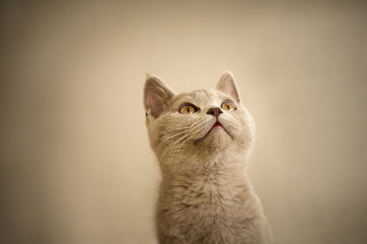kucing abu-abu, kucing, Wallpaper HD