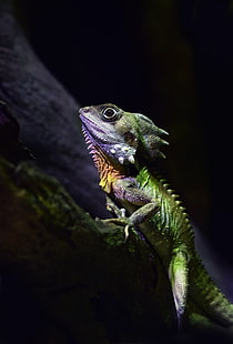 green lizard, boyds forest dragon, lizard, reptile, HD wallpaper HD wallpaper