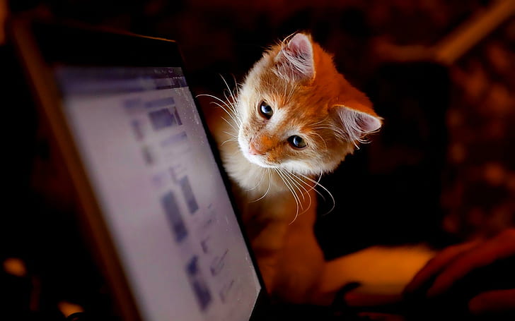 Facebook-Konflikt, orange Tabby Kätzchen, Bild, Computer, Kätzchen, Bildschirm, lustig, beobachten, hübsch, neugierig, Tiere, HD-Hintergrundbild