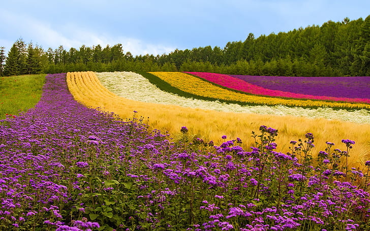 Different color flowers field, trees, Japan, purple flower fields, Different, Color, Flowers, Field, Trees, Japan, HD wallpaper