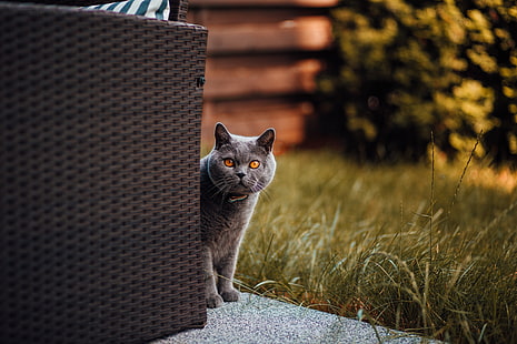 Rysk blå katt, katt, brittisk korthår, se ut, nyfikenhet, HD tapet HD wallpaper