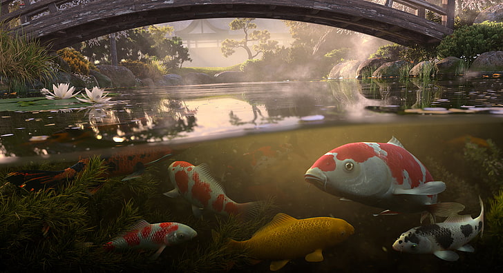 water, fish, bridge, pond, koi, Antonis Fylladitis, HD wallpaper