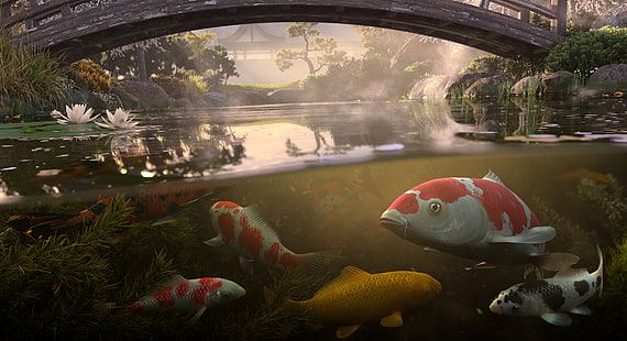 water, fish, bridge, pond, koi, Antonis Fylladitis, HD wallpaper HD wallpaper