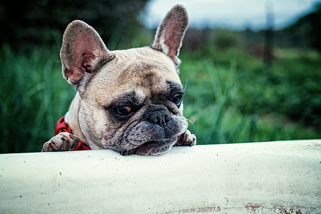 jovem corça adulta Bulldog francês, bulldog francês, cão, focinho, HD papel de parede HD wallpaper