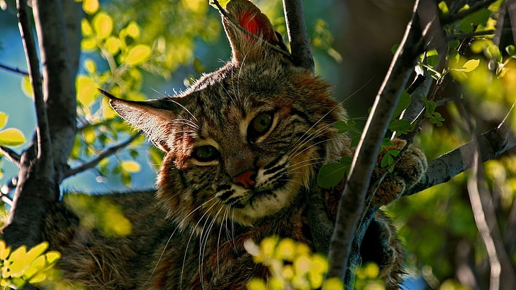 kucing liar, binatang, cabang, Wallpaper HD