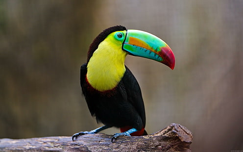 Toucan with nice colors, yellow and black toucan, toucan, bird, animal, exotic, HD wallpaper HD wallpaper