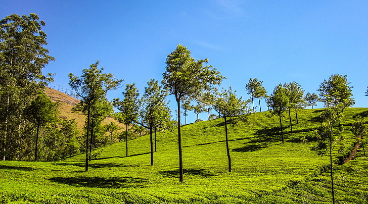 Munnar Hills, zielone drzewa liściaste, Azja, Indie, wzgórza Munnar, pagórki, góry, Tapety HD