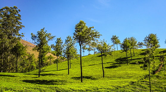 Munnar Hills, zielone drzewa liściaste, Azja, Indie, wzgórza Munnar, pagórki, góry, Tapety HD HD wallpaper