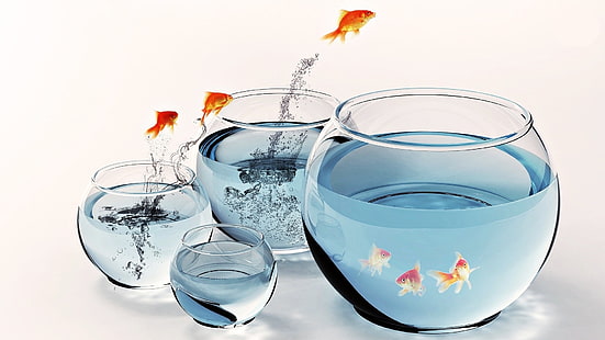 goldfish fish bowls 1920x1080  Animals Fish HD Art , Goldfish, fish bowls, HD wallpaper HD wallpaper