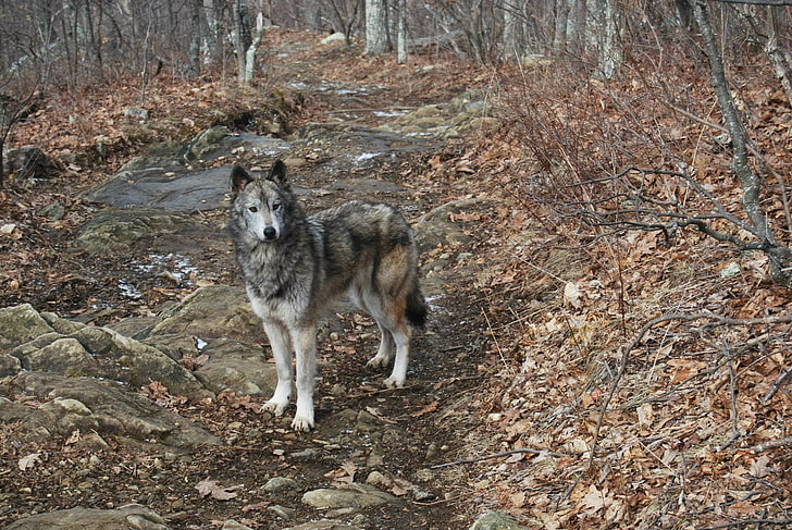 lobo cinzento, cão, HD papel de parede