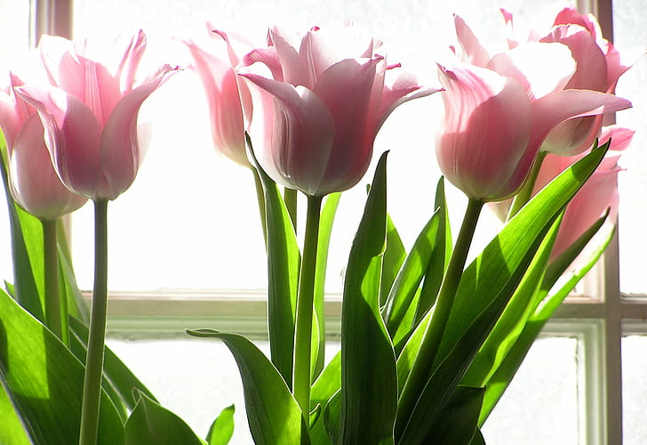 pink petal flowers, tulips, tulips, pale, tulips, pink, petal, flowers, backlight, tulip, nature, flower, bouquet, springtime, plant, flower Head, HD wallpaper