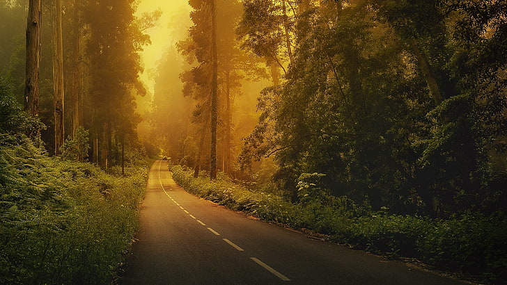gray concrete road, road, forest, trees, green, nature, landscape, natural light, car, mist, HD wallpaper
