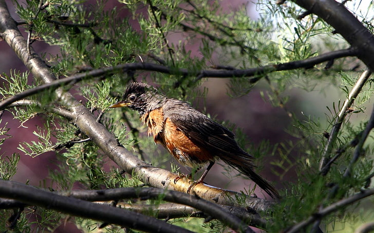ธรรมชาตินกสัตว์ต้นไม้โรบินส์, วอลล์เปเปอร์ HD