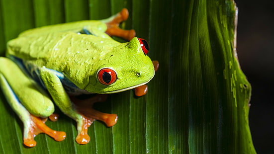 animals, nature, frog, macro, Red-Eyed Tree Frogs, amphibian, HD wallpaper HD wallpaper