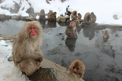 Маймуни, японски макак, животно, макак, маймуна, примат, зима, HD тапет HD wallpaper
