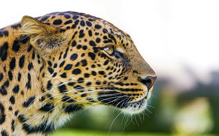 fotografia de foco seletivo de leopardo preto e amarelo, leopardo, zoológico, gato grande, HD, HD papel de parede