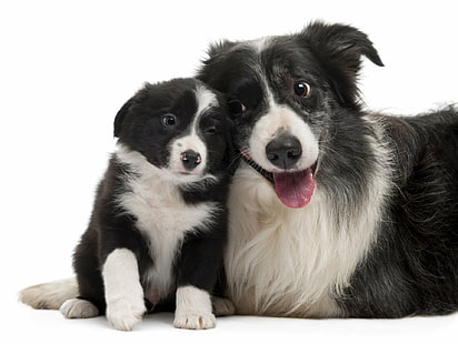 Dogs, Border Collie, Dog, Puppy, HD wallpaper HD wallpaper