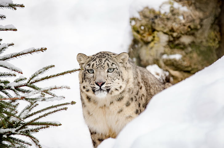 Gatos, Snow Leopard, Gato grande, Olhar fixo, Zoológico, predador (Animal), HD papel de parede