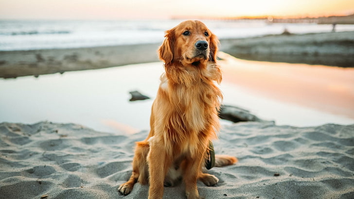 Hund, Golden Retriever, Hunderasse, Retriever, HD-Hintergrundbild