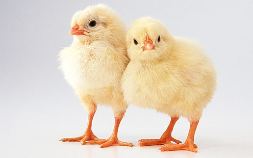 Два прекрасных птенца, Два, Прекрасный, Цыпленок, HD обои HD wallpaper