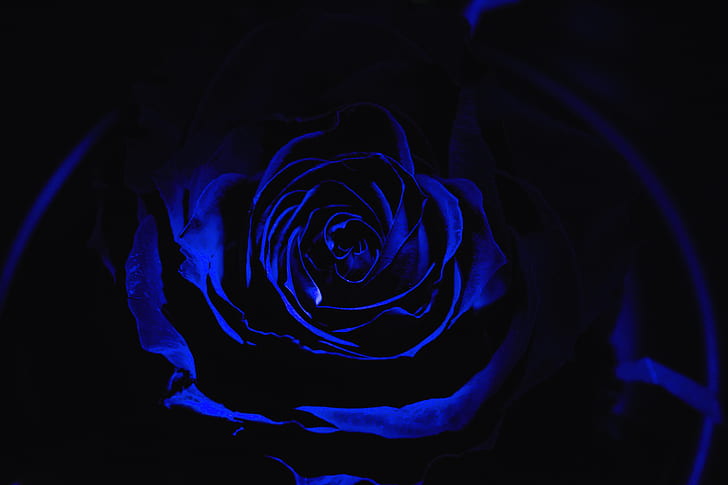 rose, blue rose, petals, dark, bud, HD wallpaper