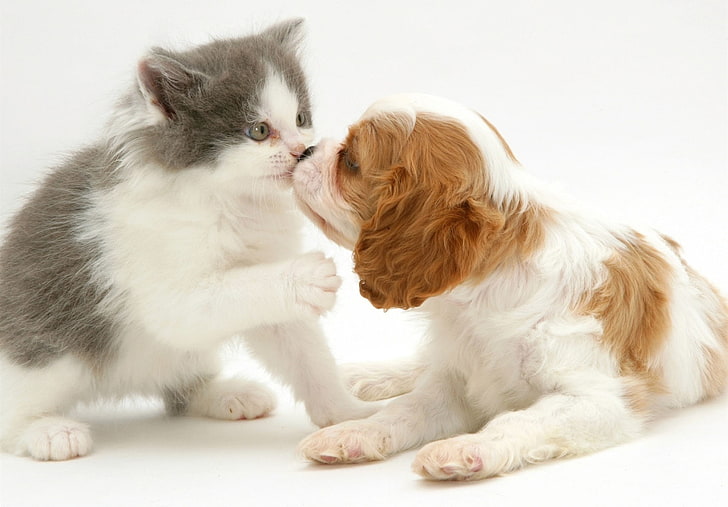 kitty, kiss, puppy, Spaniel, HD wallpaper