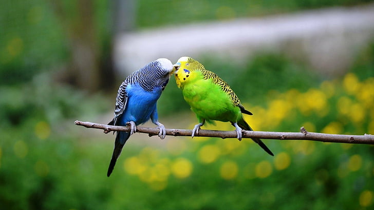 Птици, вълнисти папагали, животни, птици, вълнисти папагали, целувки, папагали, HD тапет