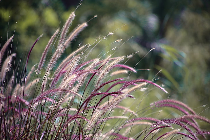 4 K, lila Brunnen Gras, HD-Hintergrundbild