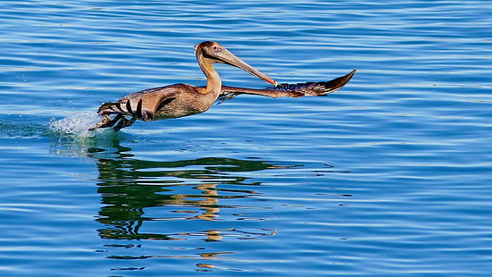 коричневый пеликан летит над водоемом в дневное время, калифорнийский пеликан, вода, птица, охота, муха, HD обои HD wallpaper