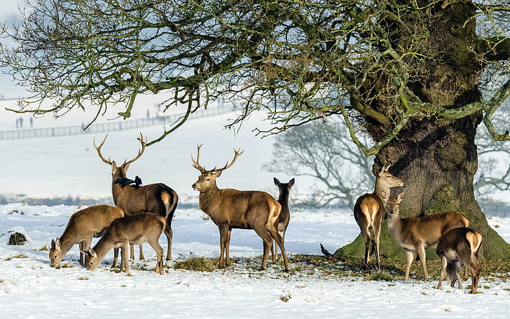 snow, tree, deer, family, horns, the herd, HD wallpaper