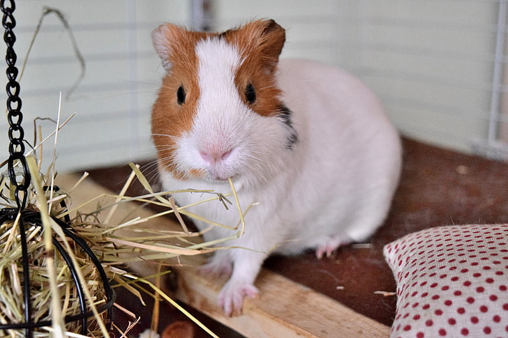 white and brown guinea pig, guinea pig, rodent, cage, HD wallpaper
