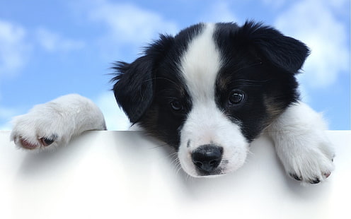 สุนัข Border Collie น่ารักลูกสุนัข, วอลล์เปเปอร์ HD HD wallpaper