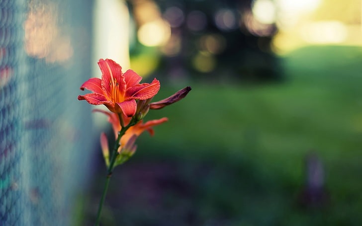 greens, flower, macro, flowers, red, background, mesh, widescreen, Wallpaper, blur, the fence, beautiful, full screen, HD wallpapers, fullscreen, HD wallpaper