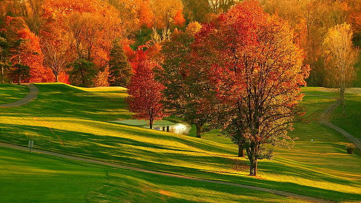 nature, leaf, autumn, tree, grass, landscape, deciduous, grassland, field, sunlight, meadow, HD wallpaper