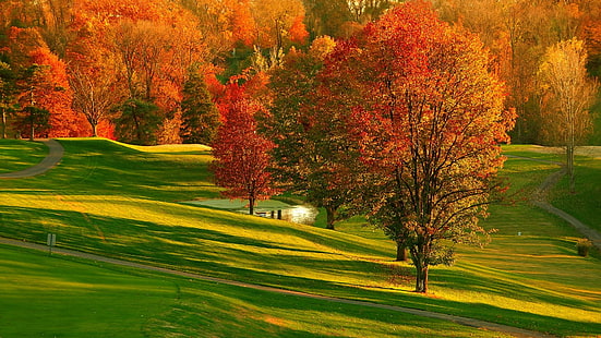 alam, daun, musim gugur, pohon, rumput, lanskap, gugur, padang rumput, lapangan, sinar matahari, padang rumput, Wallpaper HD HD wallpaper