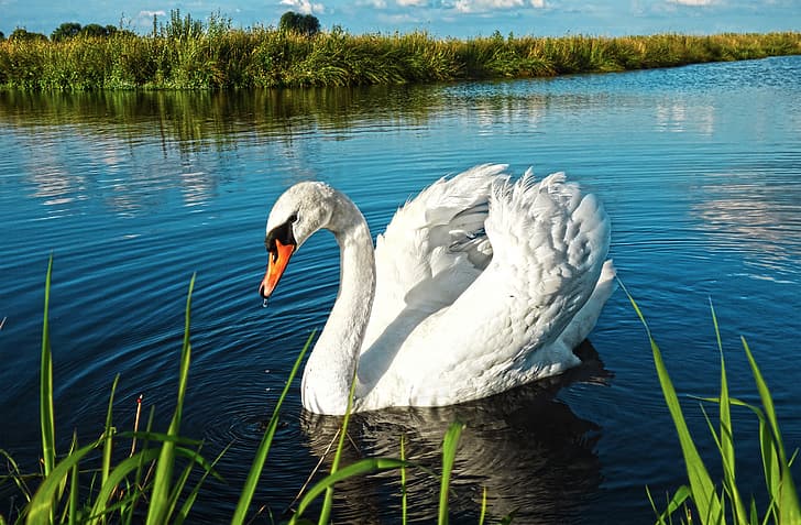 swan, river, landscape, lake, HD wallpaper