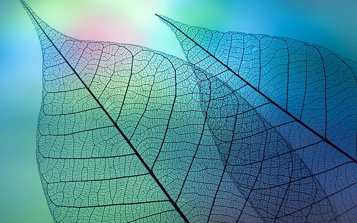 Leaves under the microscope-High Quality HD Wallpa.., grey leaf wallpaper, HD wallpaper