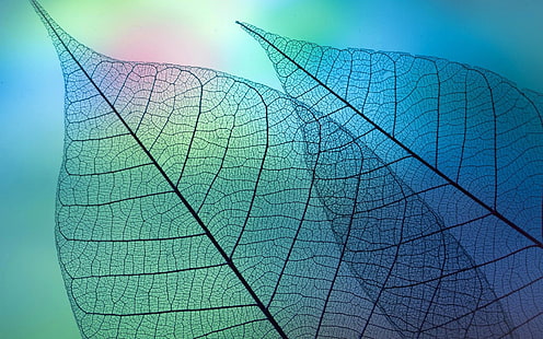 Листья под микроскопом - Высокое качество HD Wallpa .., серые листовые обои, HD обои HD wallpaper
