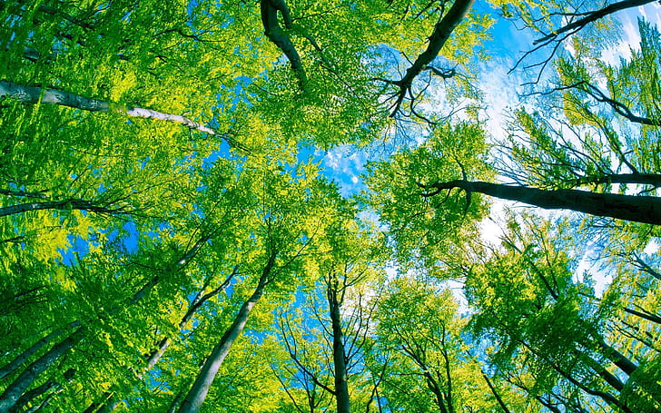 شجرة غابة خضراء وسماء زرقاء صافية ، خضراء ، زرقاء ، غابة ، شجرة ، نقية ، طبيعة ومناظر طبيعية، خلفية HD