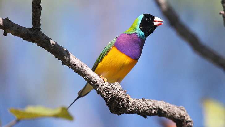 Gouldian finch, bird, Australia, colorful, branch, sky, blue, yellow, nature, animal, HD wallpaper