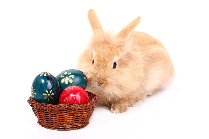brown rabbit, rabbit, eggs, basket, paint, white background, HD wallpaper