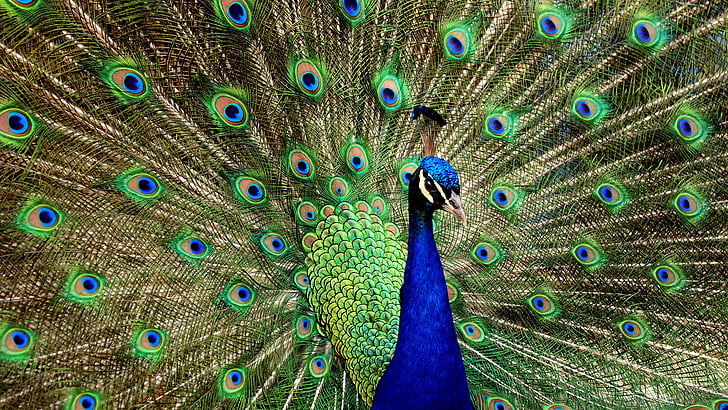 peacock, animals, peafowl, greenish blue, pheasant, game bird, blue, HD wallpaper