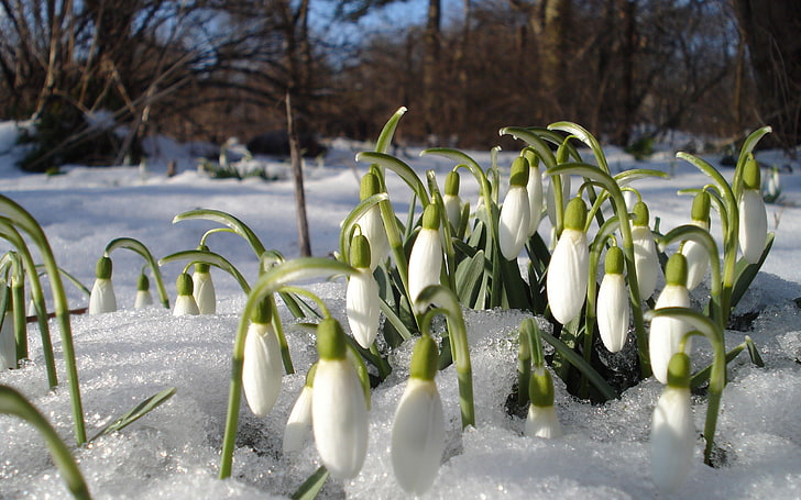 weiße Blumen, Schneeglöckchen, Frühling, Blumen, Hitze, Primeln, Geister, aufgetaut, HD-Hintergrundbild