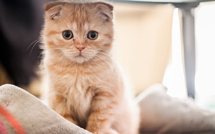 Küçük Kırmızı İskoç Fold Kedi, İskoç fold kedi, küçük, güzel, HD masaüstü duvar kağıdı
